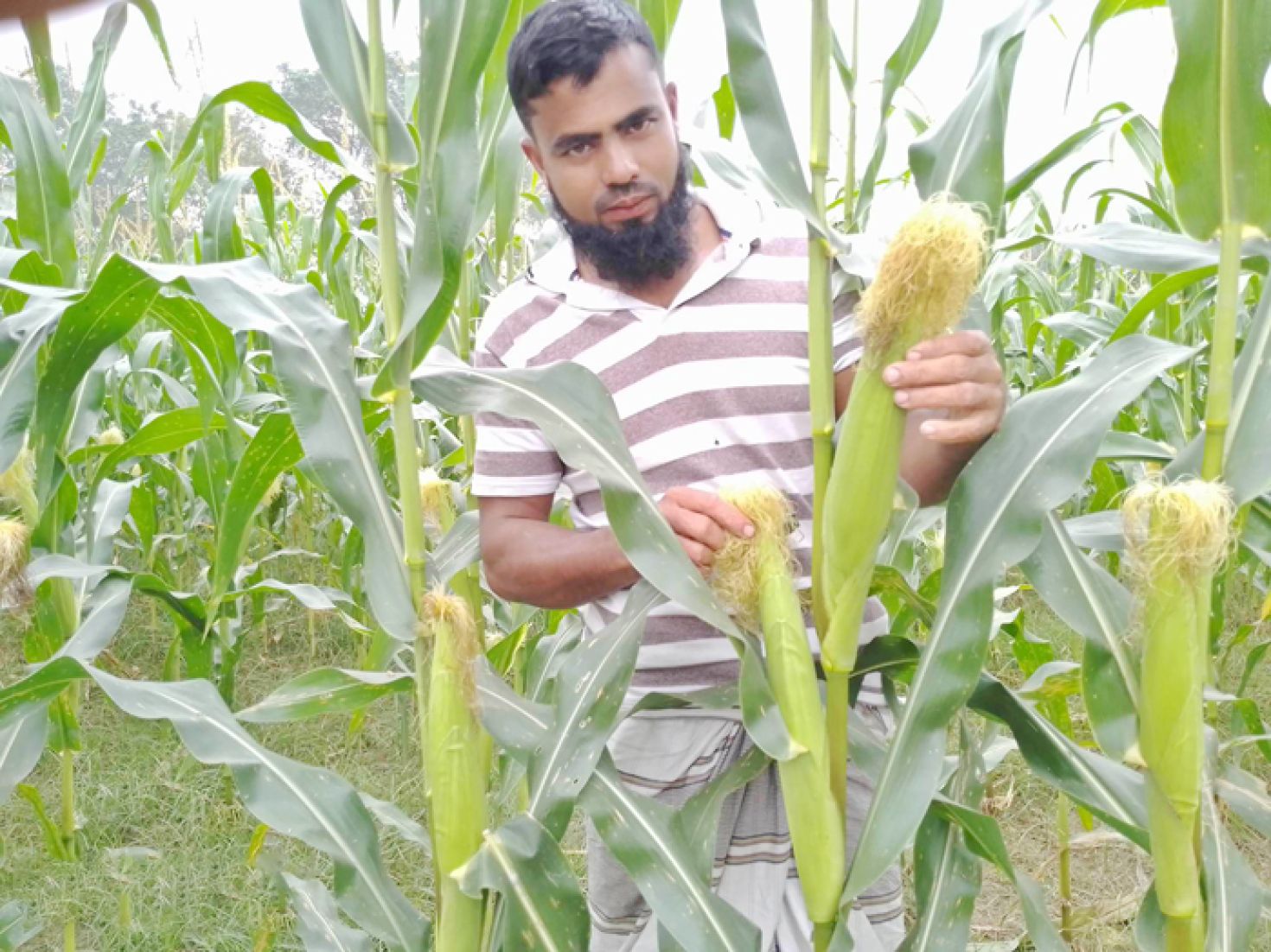 ভুট্টা চাষে প্রবাস ফেরত যুবকের বাজিমাত খরচ বাদে পাবে ৬ লাখ টাকা