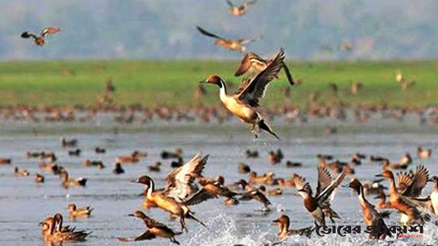 পরিযায়ী পাখি শিকারে ব্যবহৃত হচ্ছে ‘বিষটোপ’