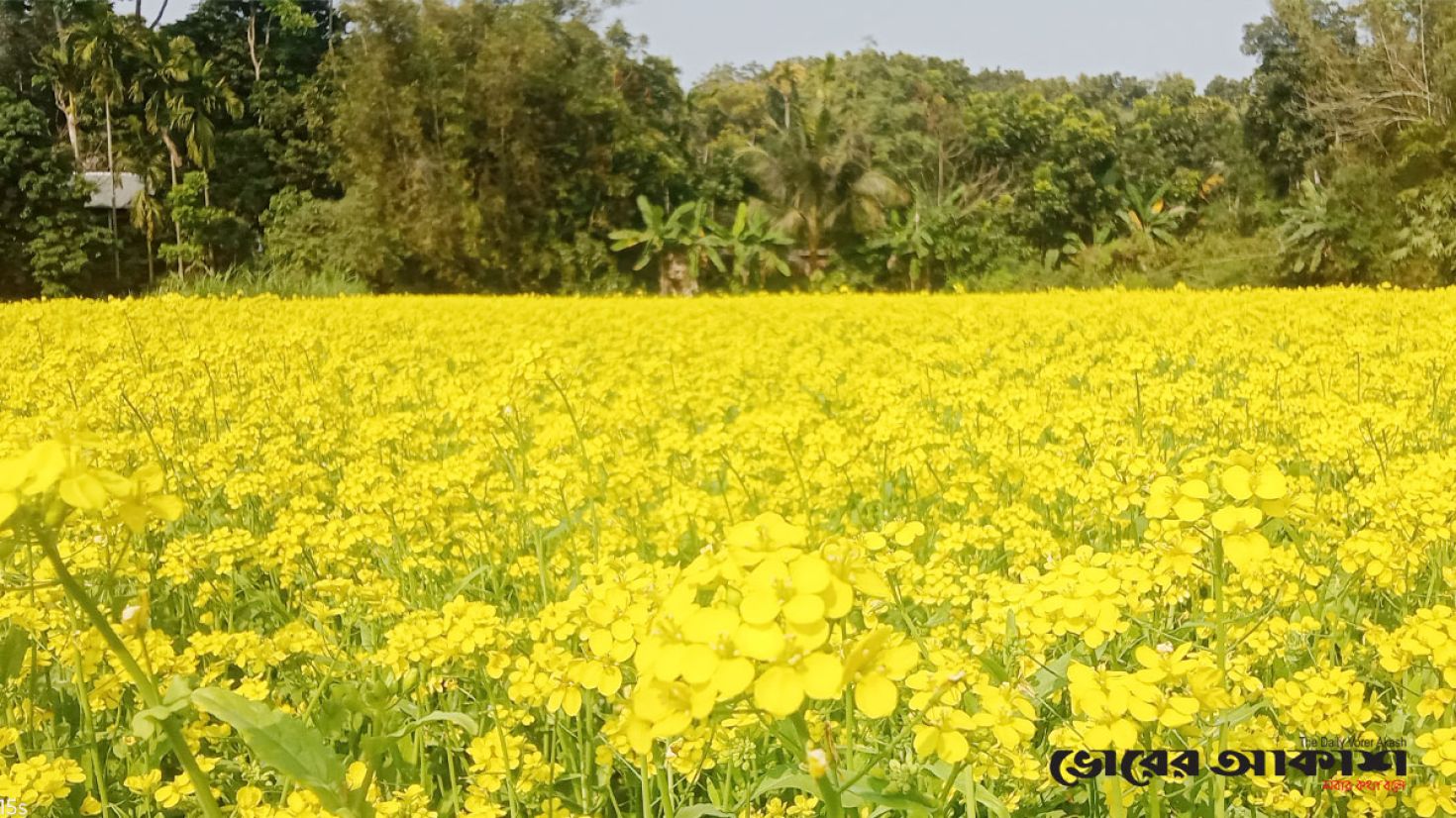 ২০ কোটি টাকার সরিষা উৎপাদনের আশা