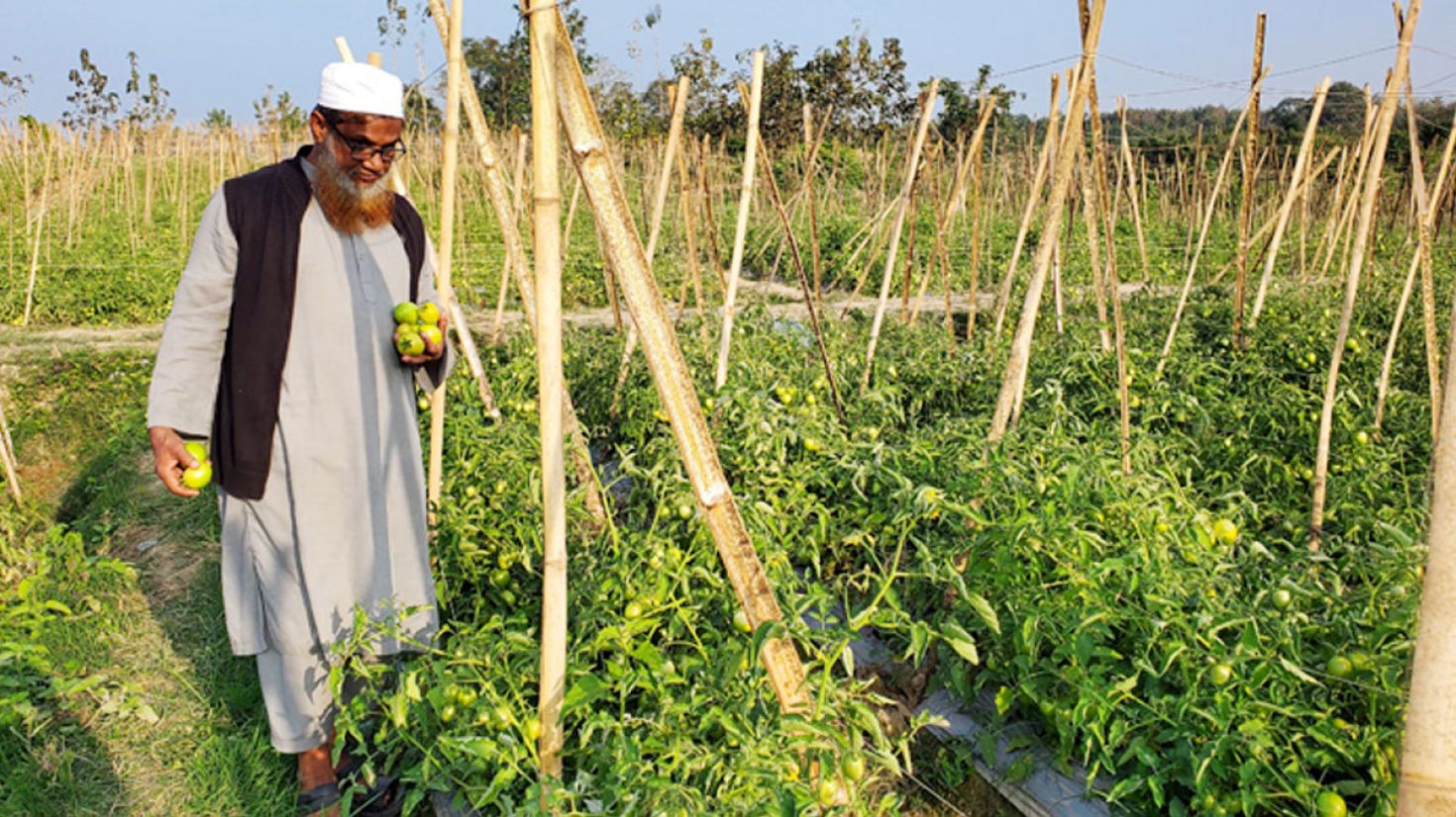 টমেটো চাষে অর্ধকোটি টাকা আয়ের স্বপ্ন কৃষকের