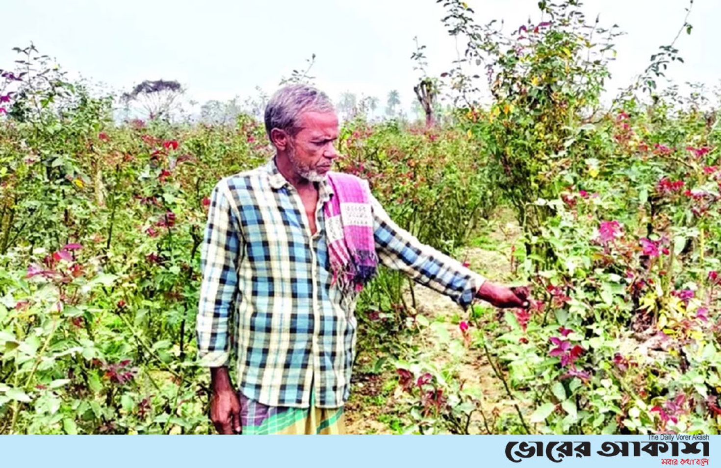 গদখালীর গোলাপরাজ্যে ছত্রাকের থাবা