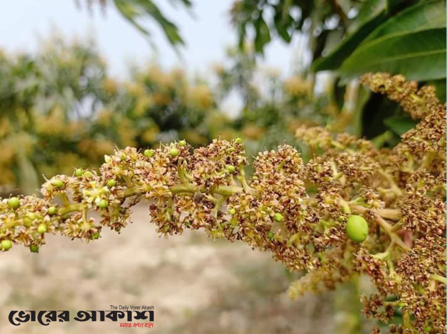 গাছে গাছে মুগ্ধতা ছড়াচ্ছে আমের মুকুল