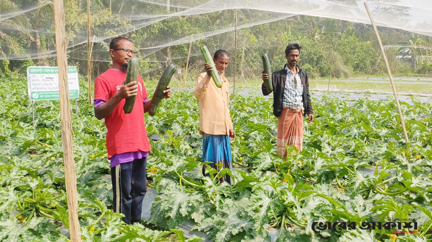 স্কোয়াশ চাষে সফল বাগেরহাটের মাহাবুব