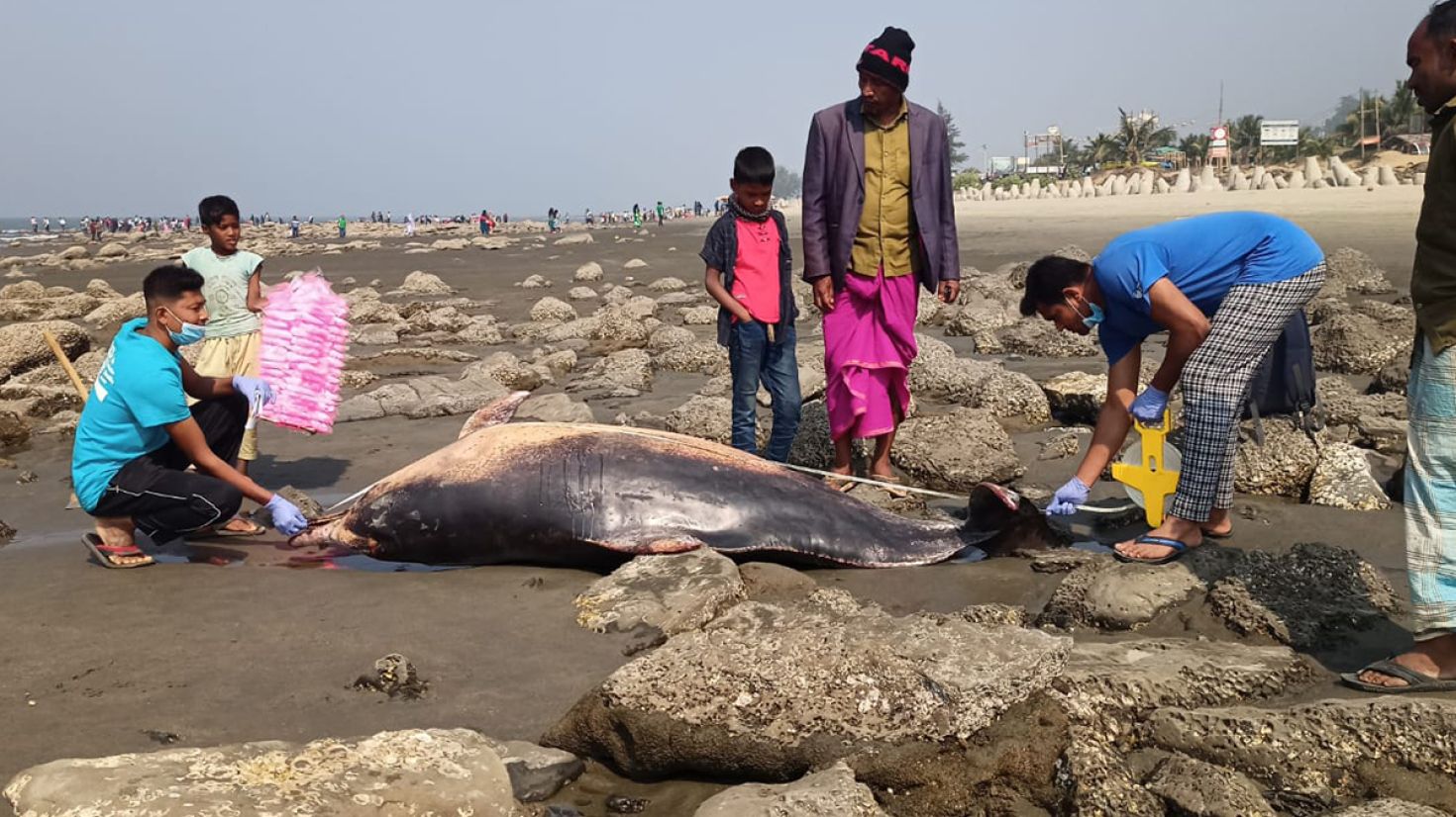 তিনদিনে পাঁচ সামুদ্রিক প্রাণীর মৃতদেহ উদ্ধার