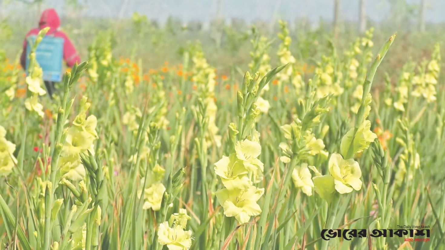 মাতৃভাষা দিবসে ১২০ কোটি টাকার ফুল বিক্রির টার্গেট চাষীদের