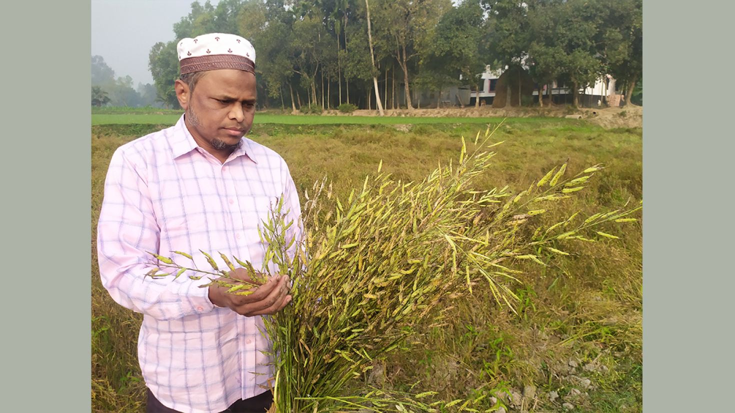 এক জমিতে চার ফসল করে সফল শফিকুল