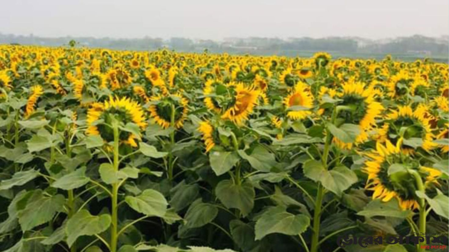 মুগ্ধতা ছড়াচ্ছে সূর্যমুখী ফুলের হাঁসি