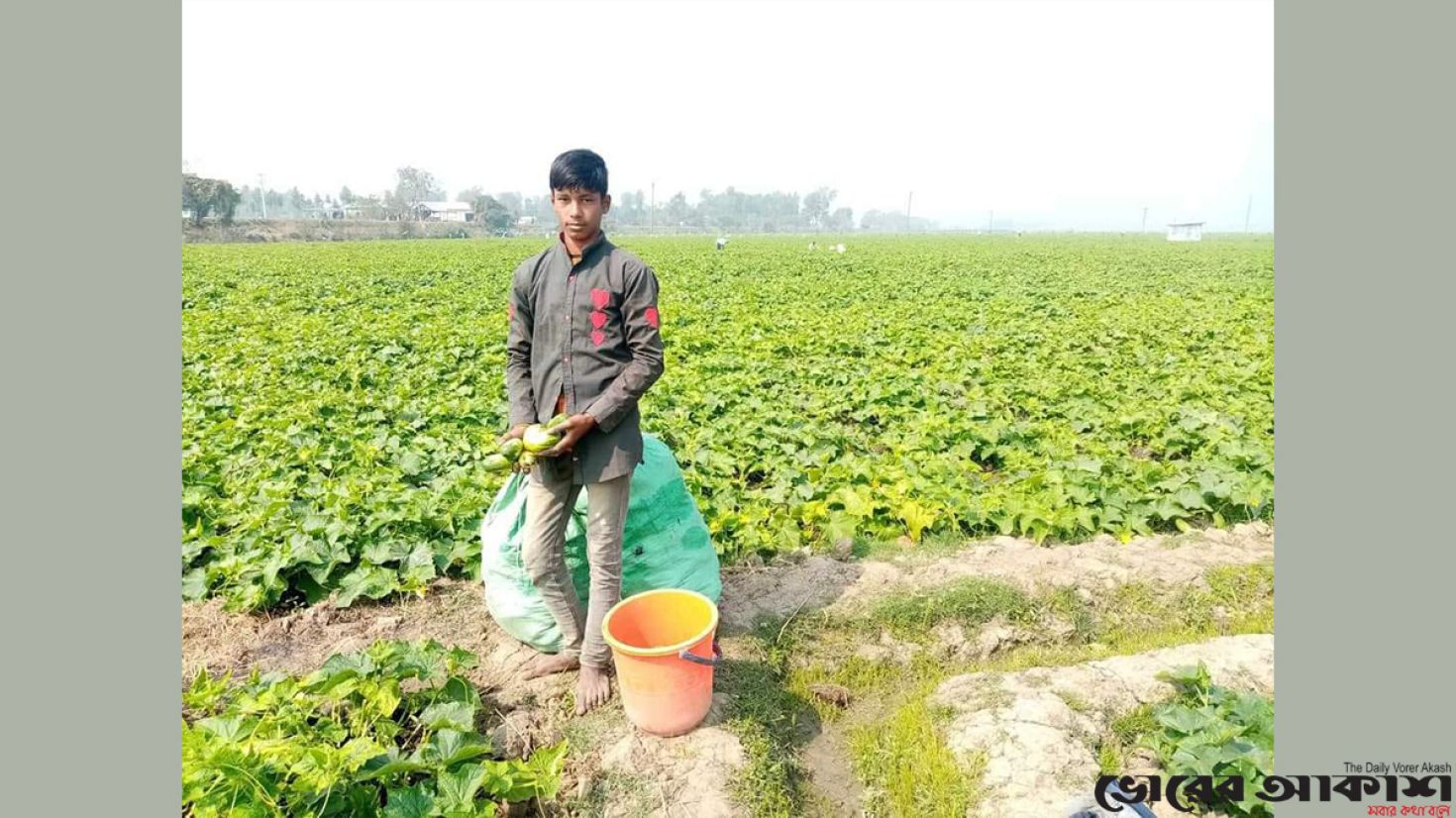 চলনবিলের বিস্তীর্ণ মাঠজুড়ে ক্ষীরার বাম্পার ফলন, লাভবান কৃষক