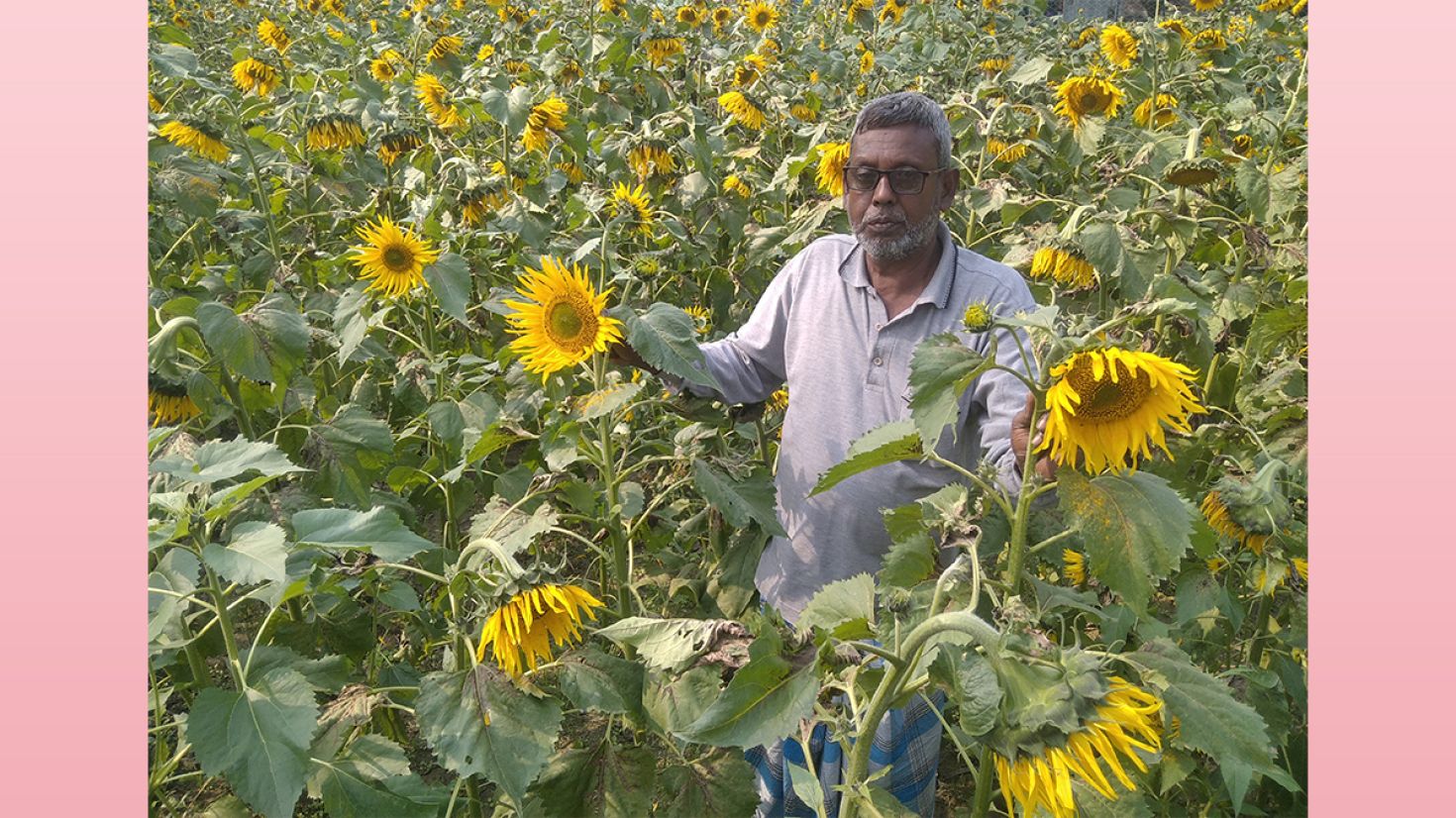 বাণিজ্যিকভাবে সূর্যমুখী চাষে আগ্রহী কৃষকেরা