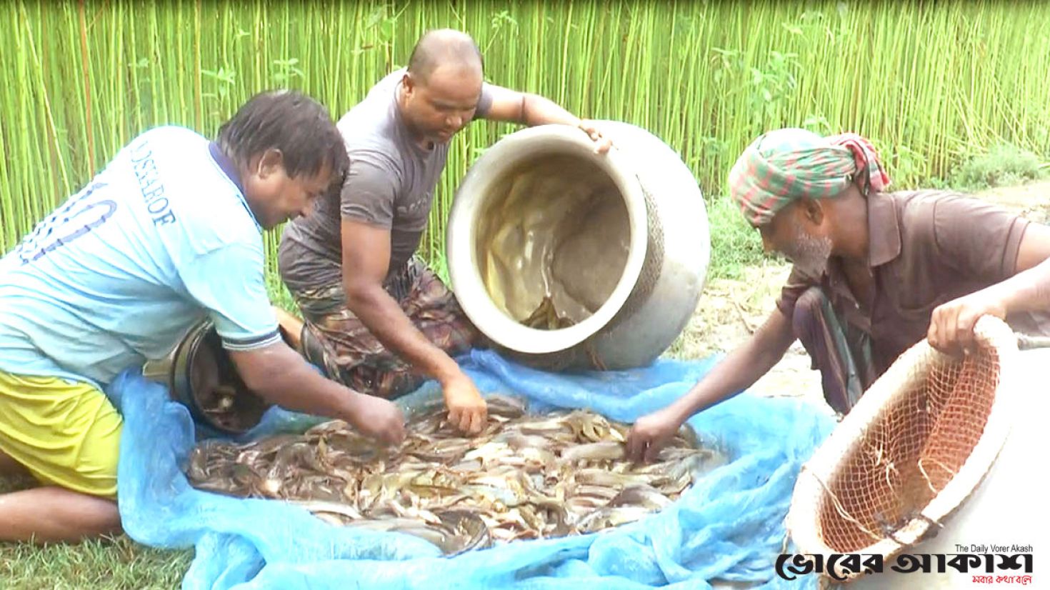 বিলুপ্ত প্রজাতির দেশীয় মাছ চাষে লাভবান মৎস্য চাষিরা