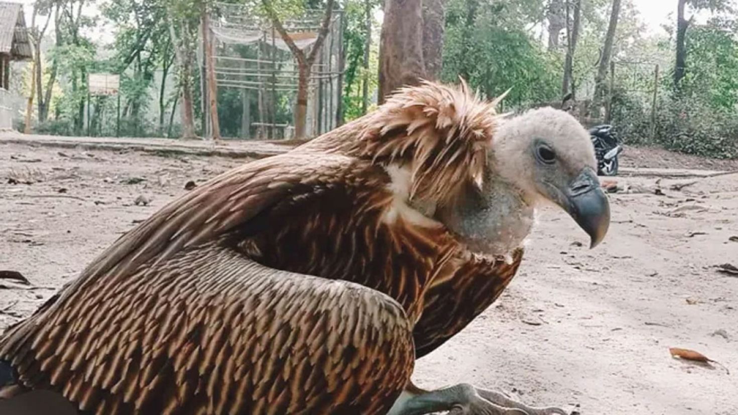 মুক্ত আকাশে ডানা মেলার অপেক্ষায় ১০ শকুন