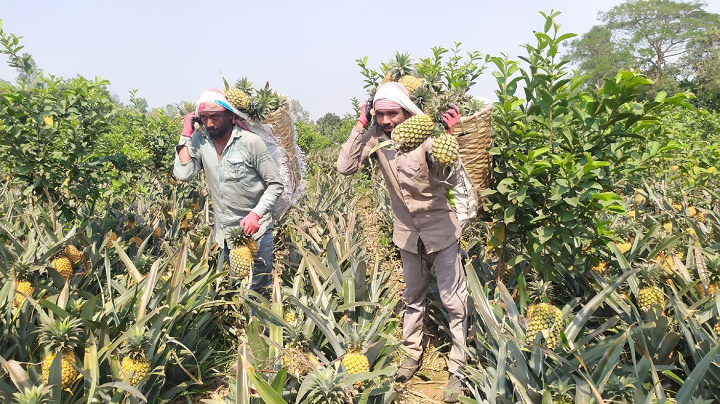 আগাম আনারস আবাদে আগ্রহী কৃষক