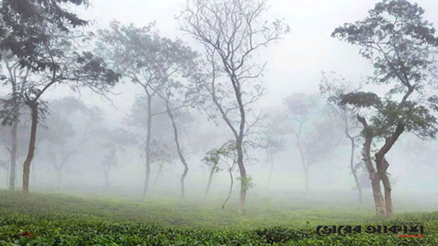 চায়ের রাজ্যে হঠাৎ শীতের দাপট