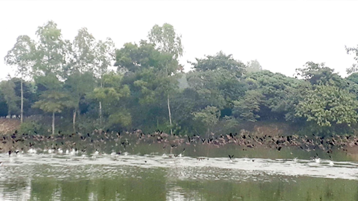 শীতের শেষে নিজ গন্তব্যে ফিরছে অতিথি পাখিরা