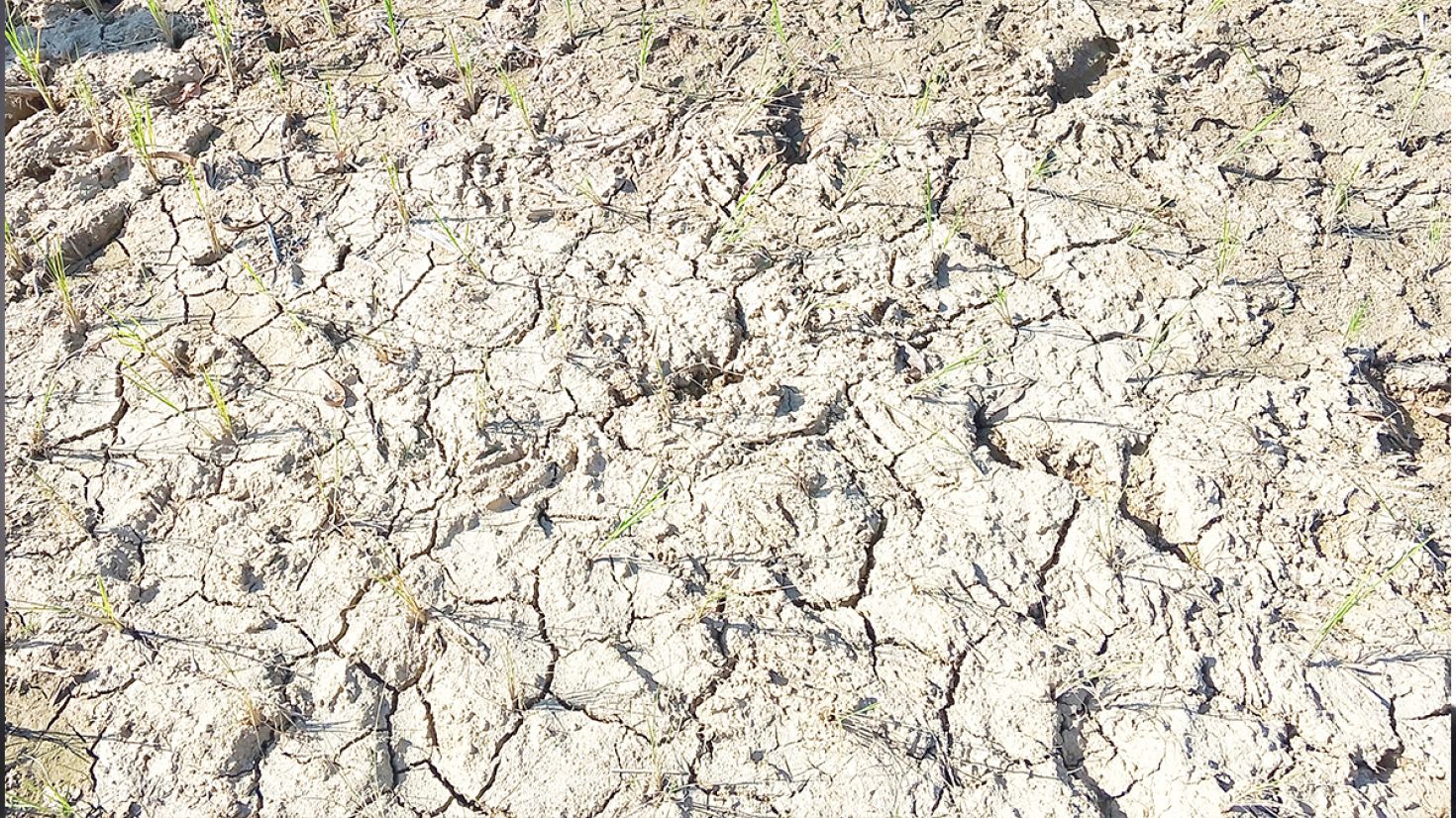 বোরো জমিতে সেচ বন্ধ, জমি ফেটে চৌচির