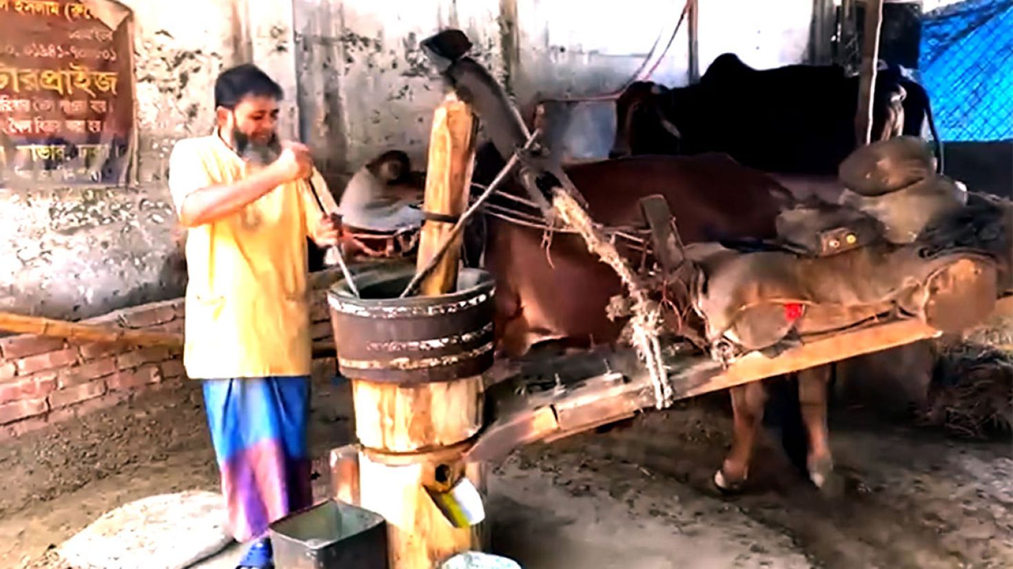 কলুর সংসারের ঘানি বলদের ঘাড়ে