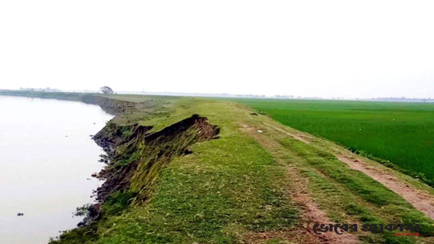 ফসল রক্ষা বাঁধে ভাঙন, আতঙ্কে কৃষক