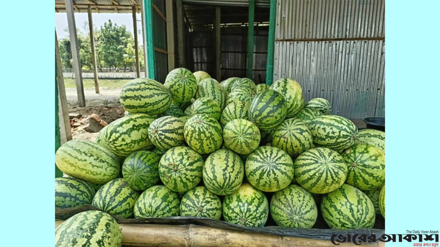 রমজানে অপরিপক্ব তরমুজ কিনে ঠকছেন ক্রেতারা