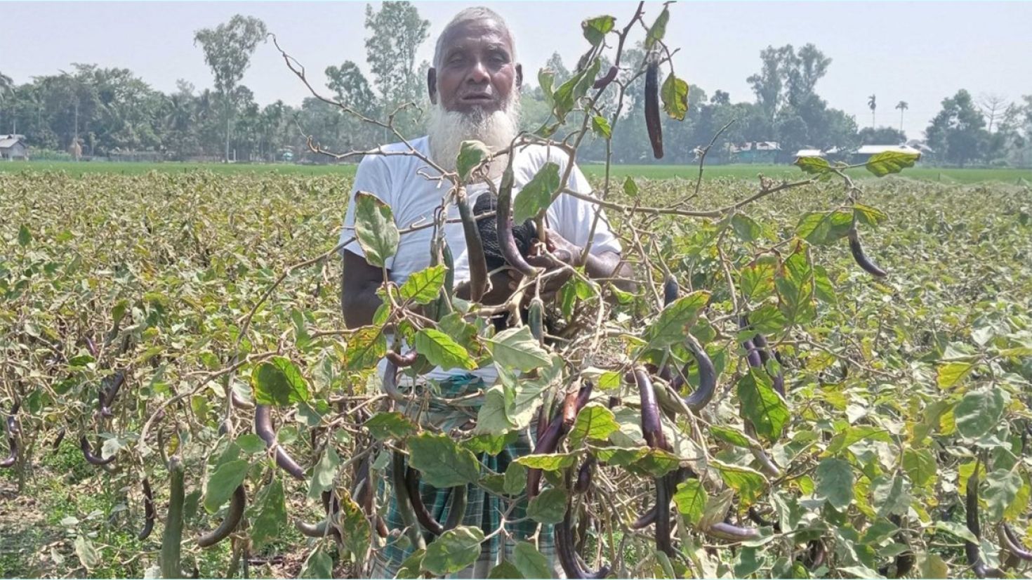 লাভবান হওয়ায় বেগুন চাষে ঝুঁকছেন কৃষকরা