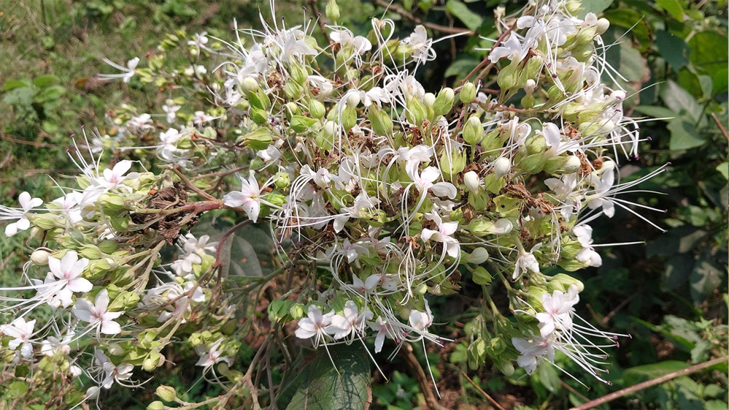 ভাঁটফুলের সৌন্দর্যে মুগ্ধ পথচারিরা