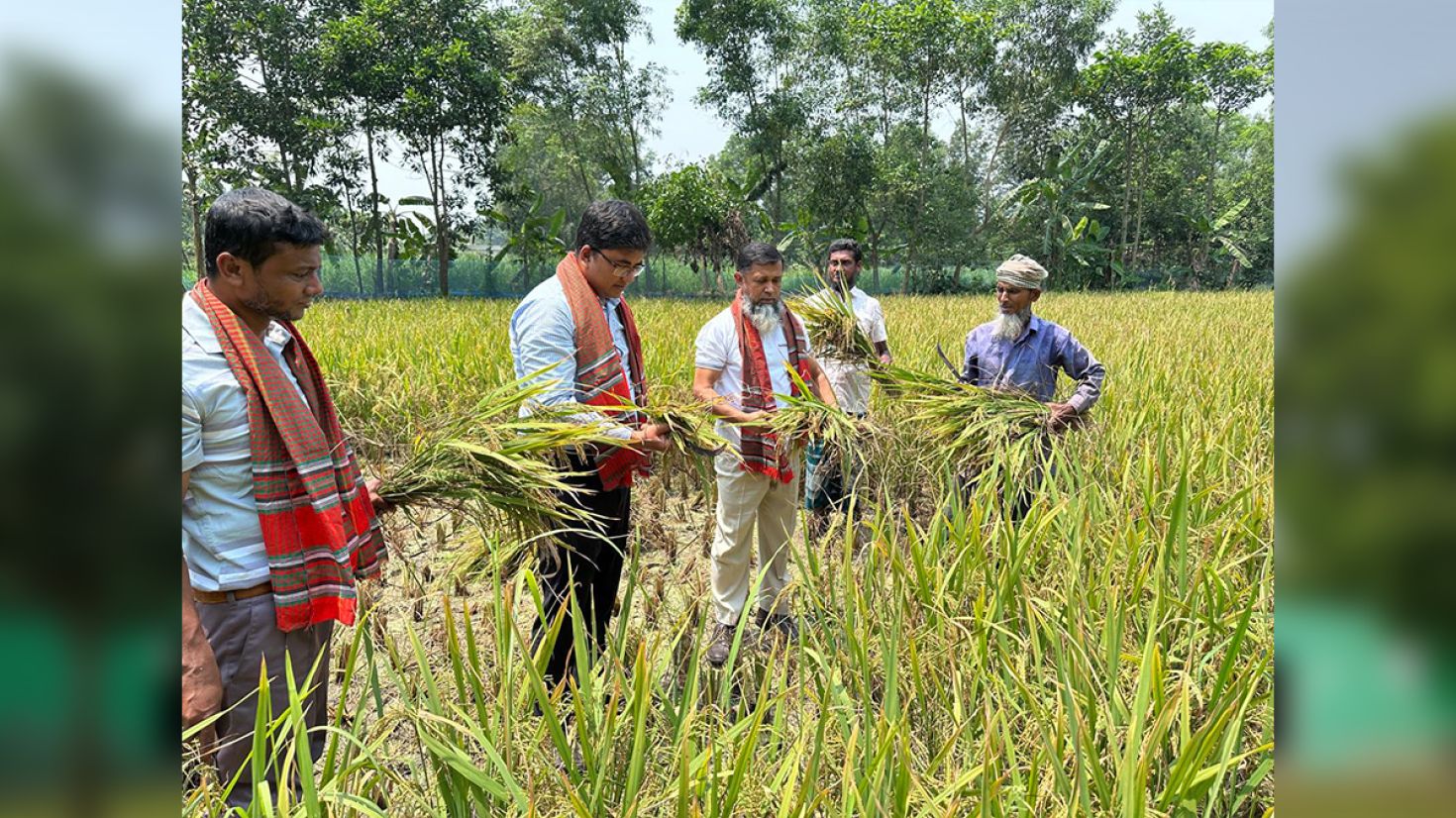 তীব্র দাবদাহেও বোরো উৎসবে মেতেছে কৃষক