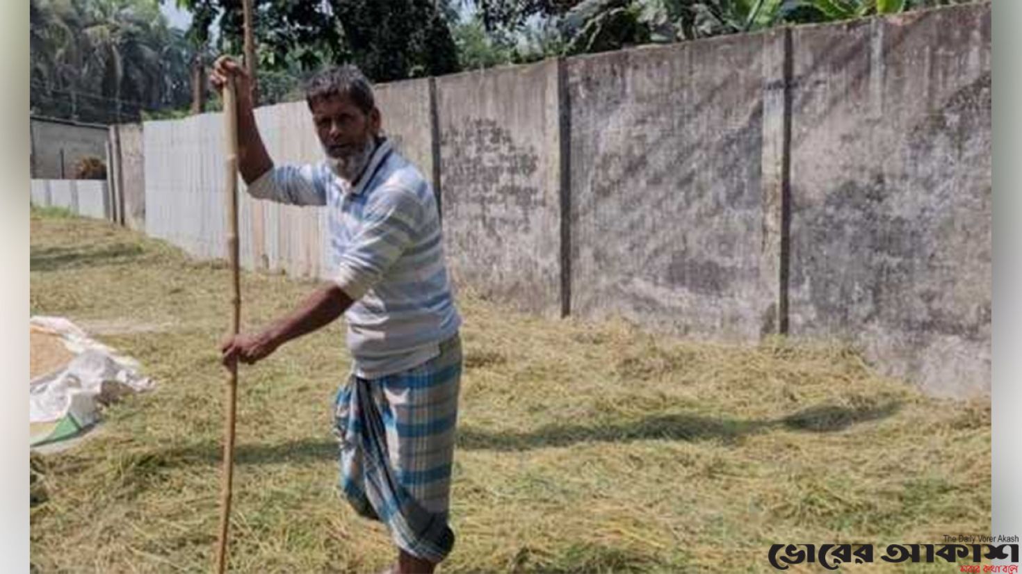 আগাম জাতের ধান কাটা শুরু , শ্রমিক সঙ্কটে ঘরে তোলা ব্যাহত