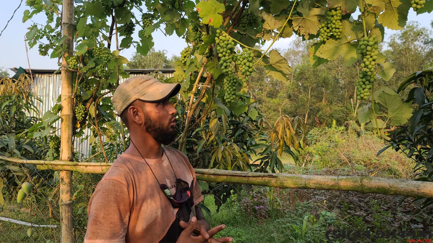 শ্রীপুরে আঙ্গুর চাষে চমক দেখালেন কৃষক সবুজ