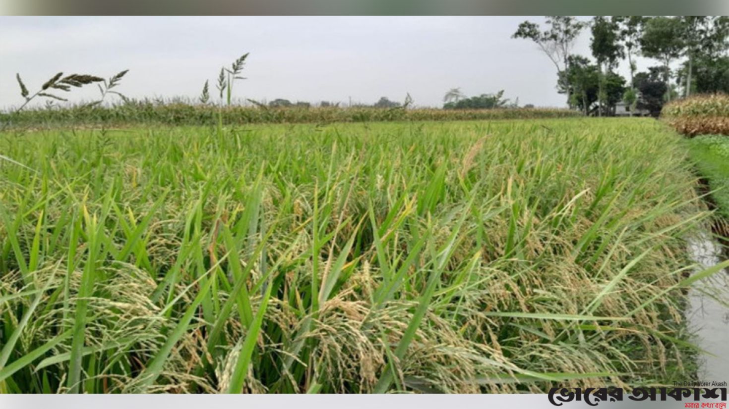 তীব্র দাবদাহে হিটশকের ঝুঁকিতে বোরো চাষি