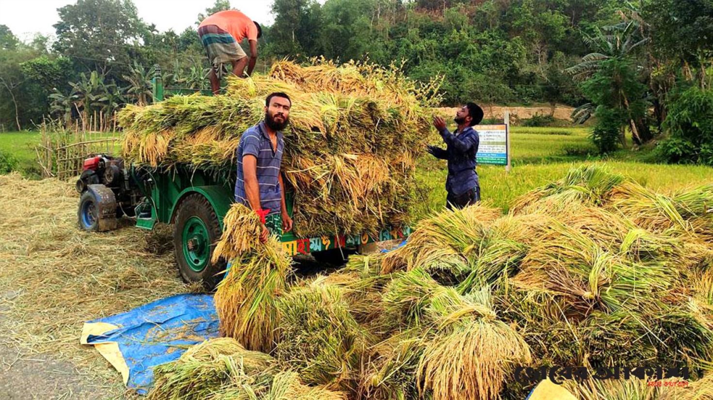 হাতির আতঙ্কে কাটা হচ্ছে আধাপাকা ধান