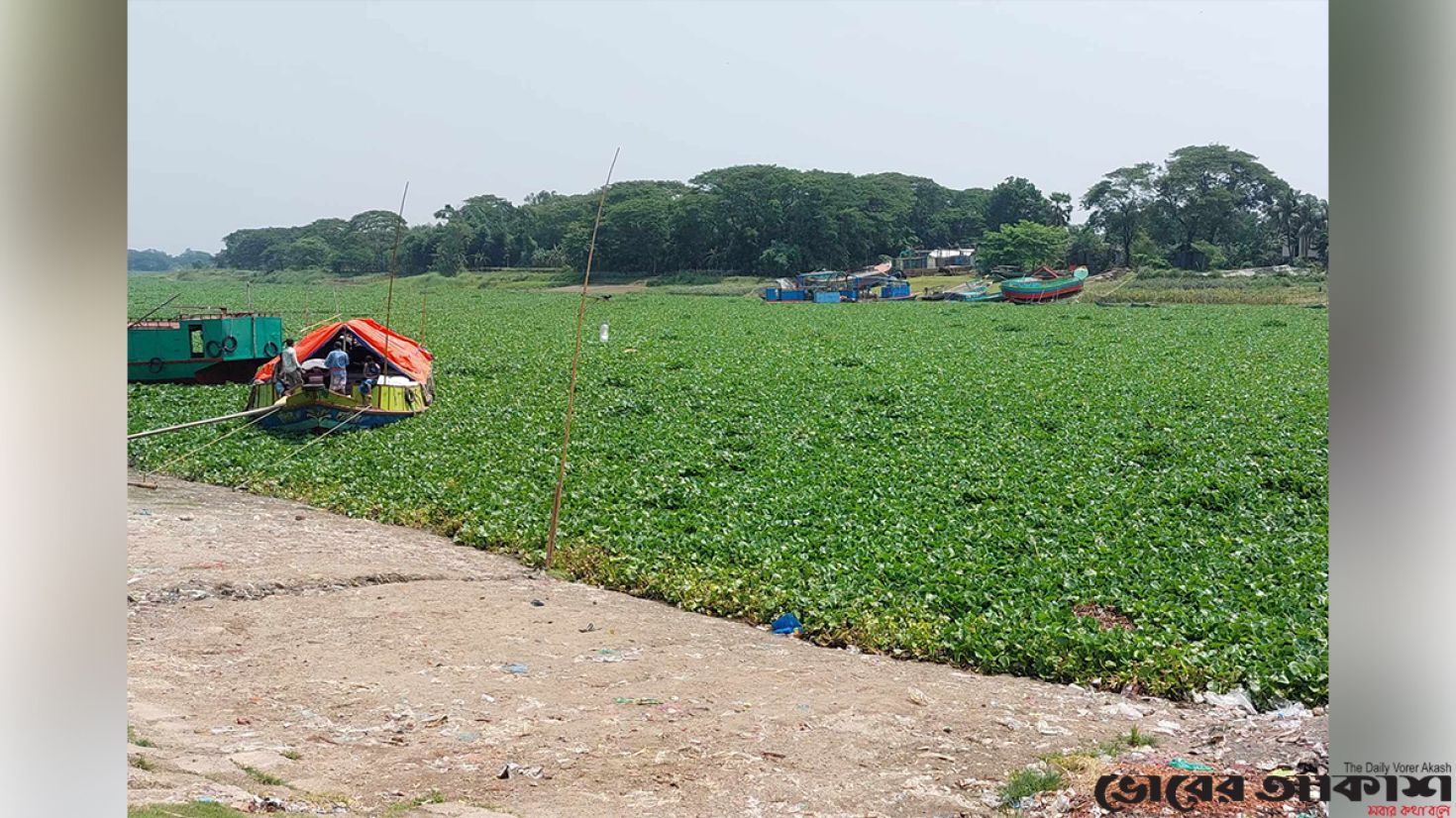 কচুরিপানায় খেয়া চলাচল বন্ধ, দুর্ভোগে ২০ গ্রামবাসী