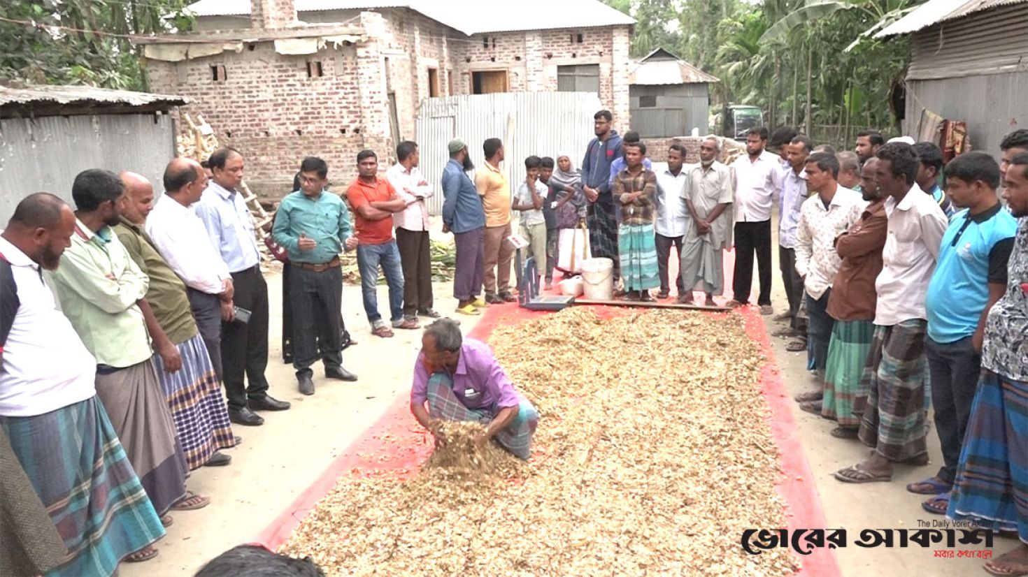 ভুট্টার খড় থেকে সাইলেজ তৈরি, মিটবে গো-খাদ্যের সংকট