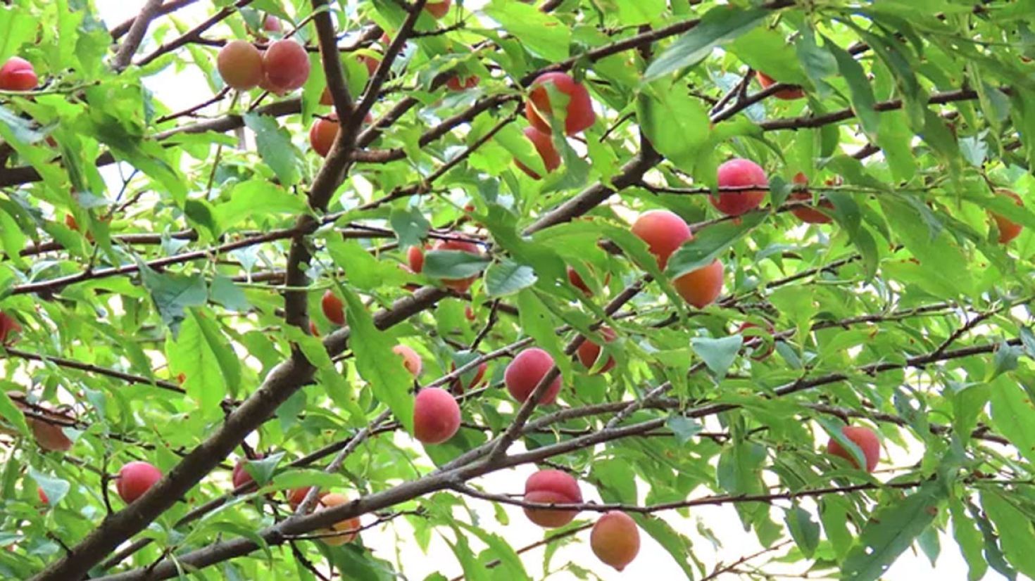 আঙিনায় রোপিত একটি আলুবোখারা গাছেই সফল সেলিনা