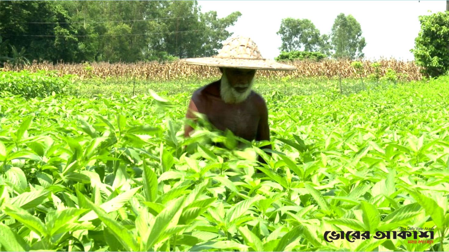 ১০ বছরে অর্ধেকে নেমেছে পাট চাষ