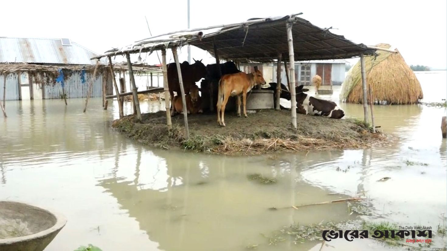 সিরাজগঞ্জে বন্যায় পানিবন্দি ৩০ হাজার গবাদি পশু