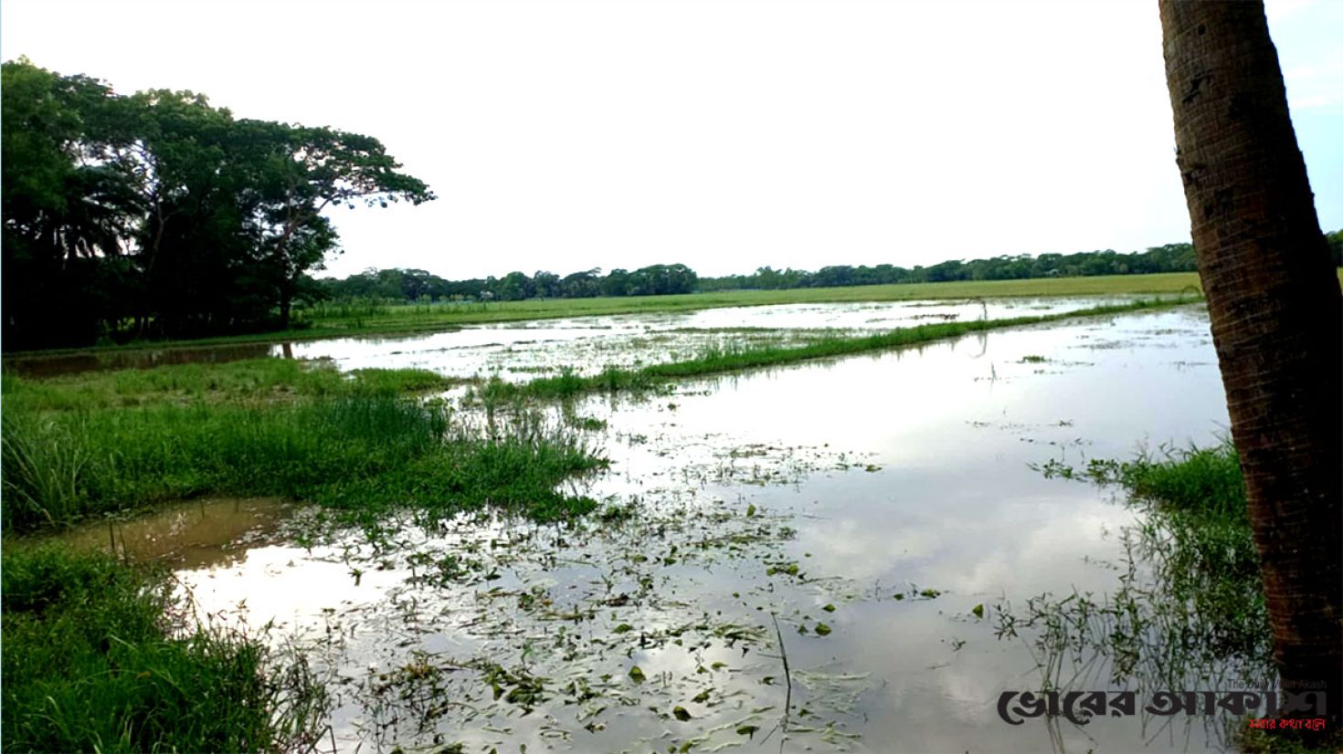 বীজতলা নষ্ট করে জমি দখলের অভিযোগ