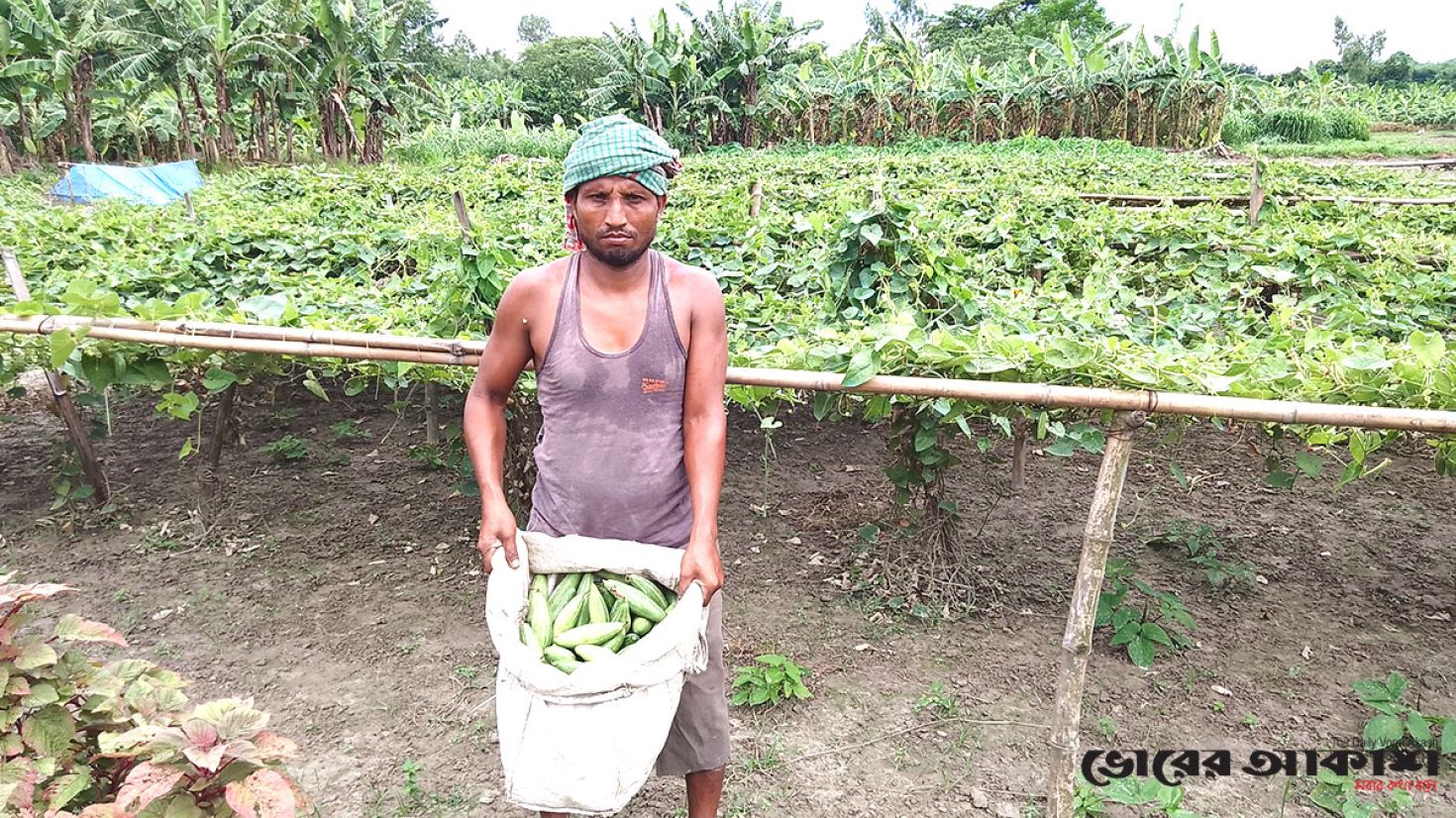 পটল চাষে আশানুরূপ লাভের মুখ দেখছেন চাষিরা