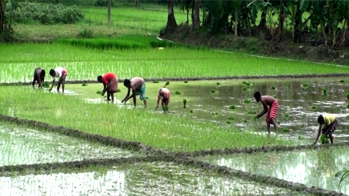 আমন ধানের চারা রোপনে ব্যস্ত কৃষকরা