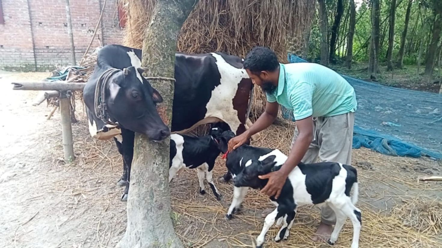 গাইবান্ধায় একই সঙ্গে ৩ বাচ্চা প্রসব করল এক গাভী