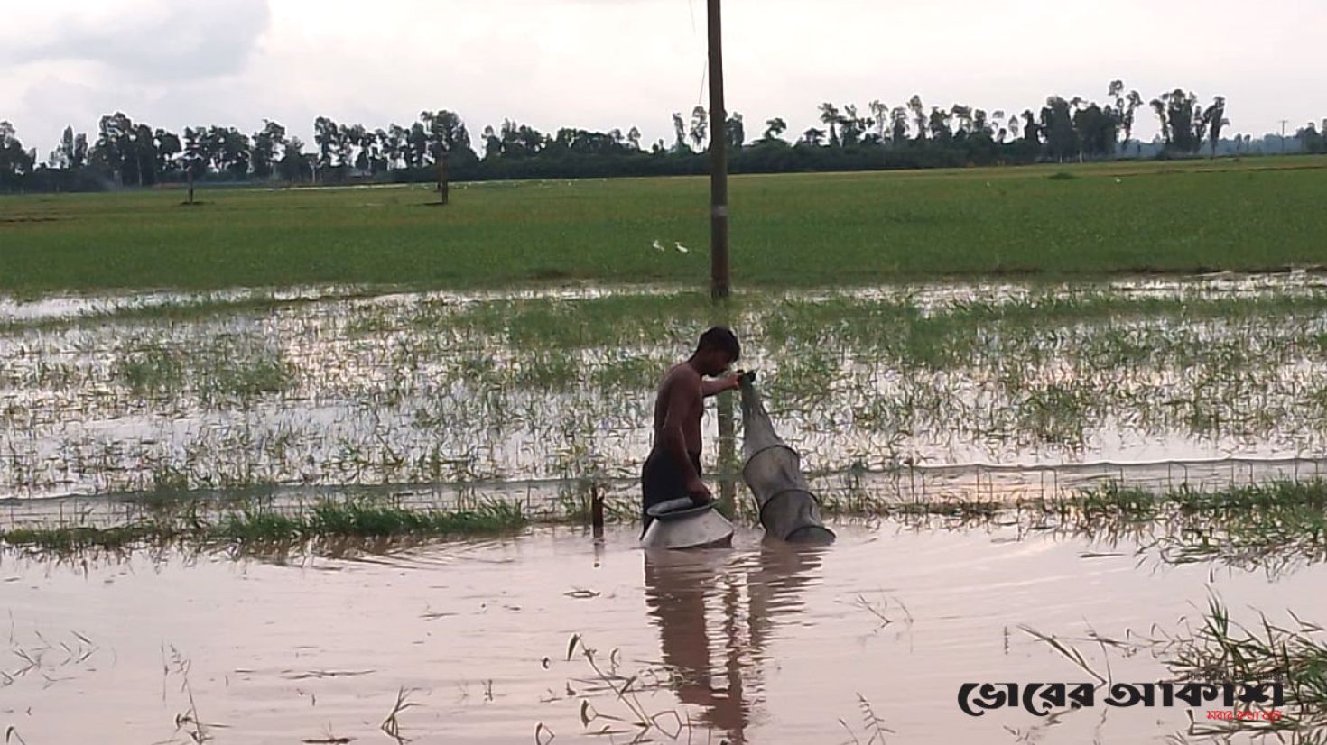 তাড়াশের চলনবিলে চায়না দুয়ারী জালের ফাঁদে অস্তিত্বসংকটে দেশীয় মাছ