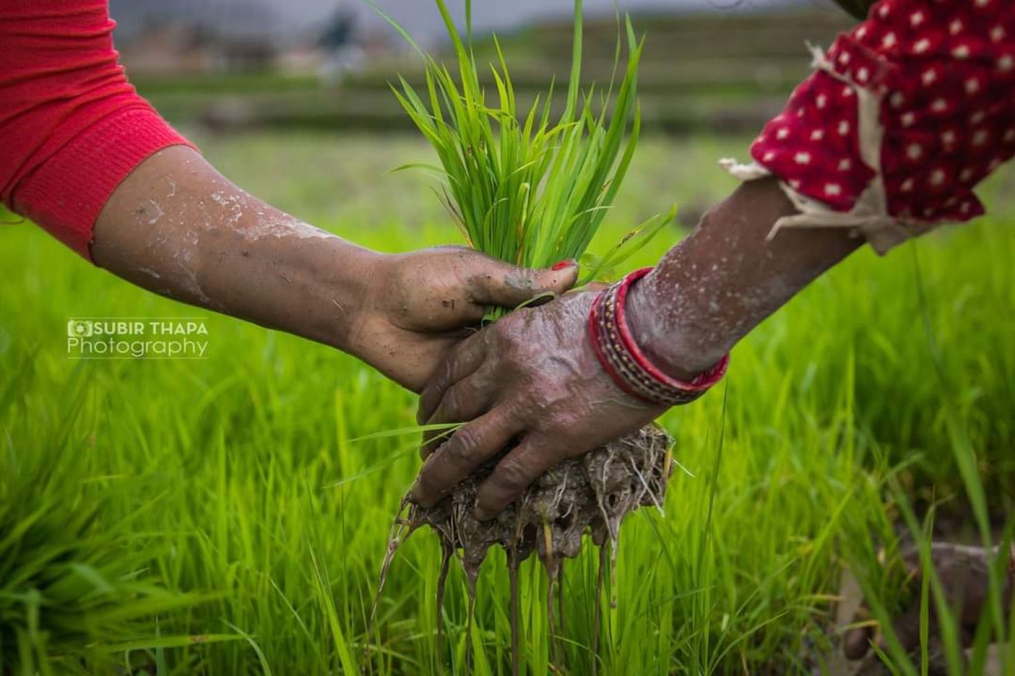 নেপালে রোপাই উৎসব