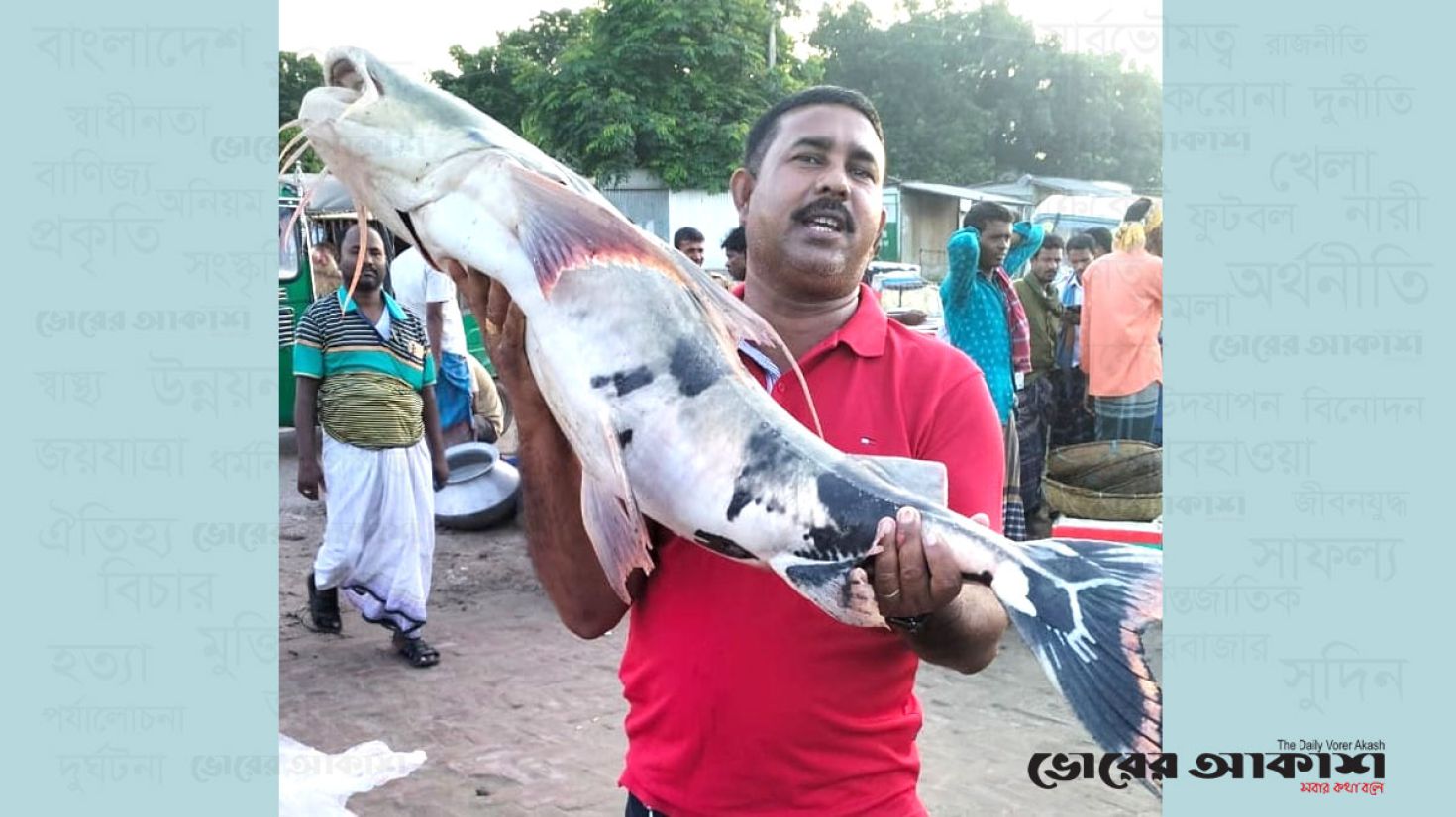 পদ্মার ১৬ কেজির বাঘাইড় মাছ, সাড়ে ২২ হাজার টাকায় বিক্রয় 