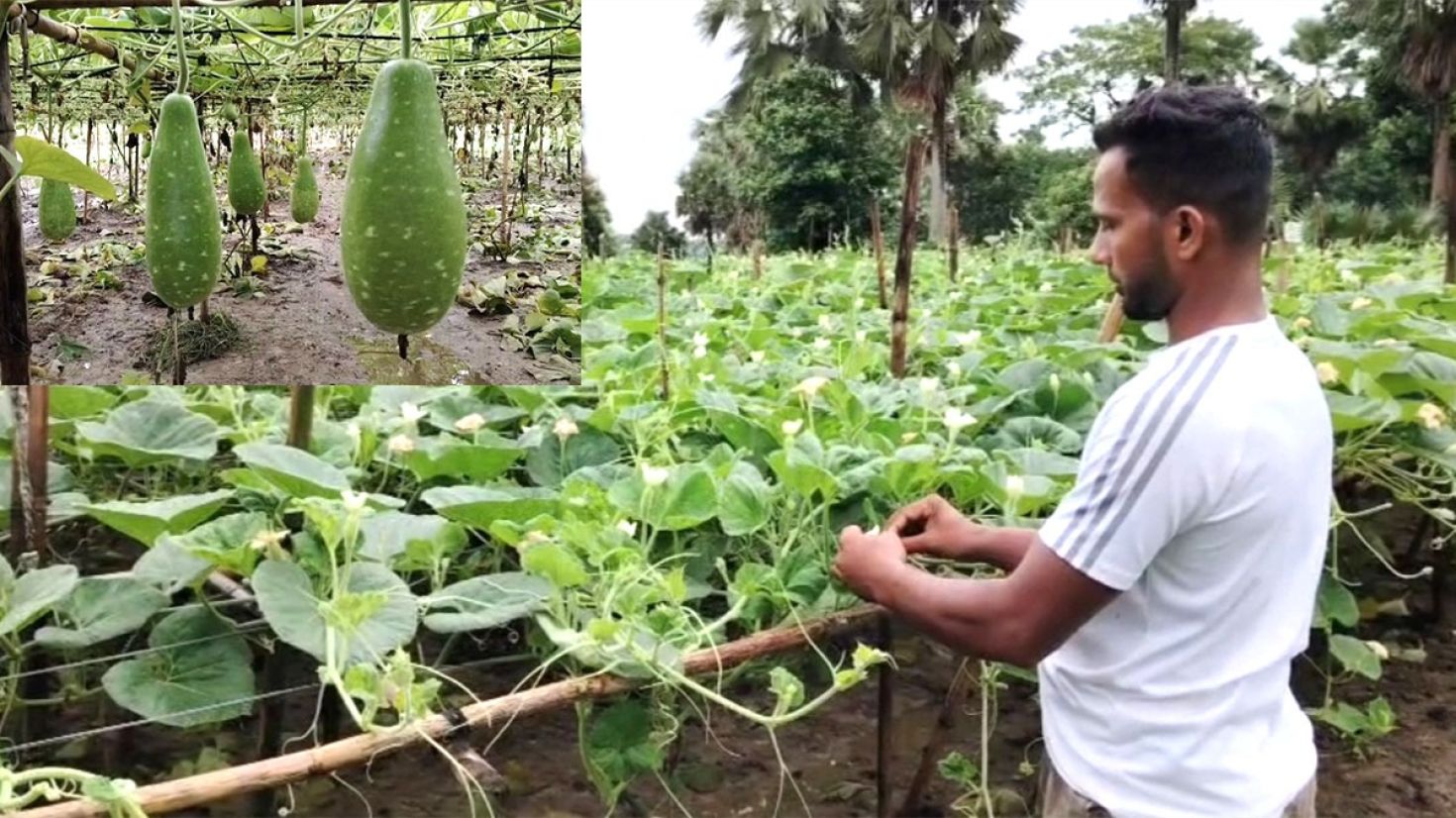 মালচিং পদ্ধতিতে গ্রীষ্মকালীন লাউ চাষ