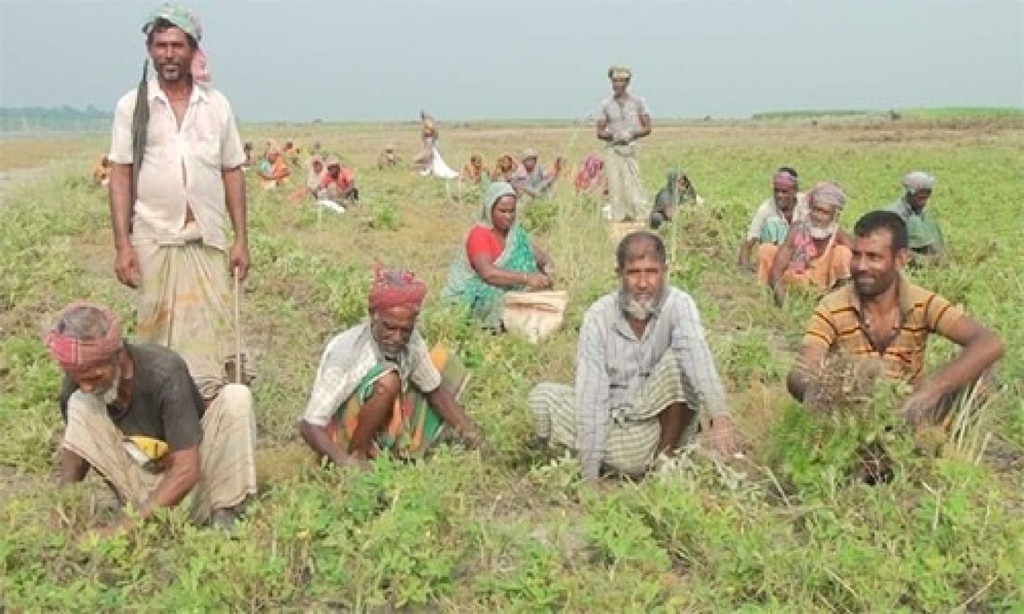 পদ্মার বিস্তীর্ণ চরে বাদাম চাষে সফল কৃষক