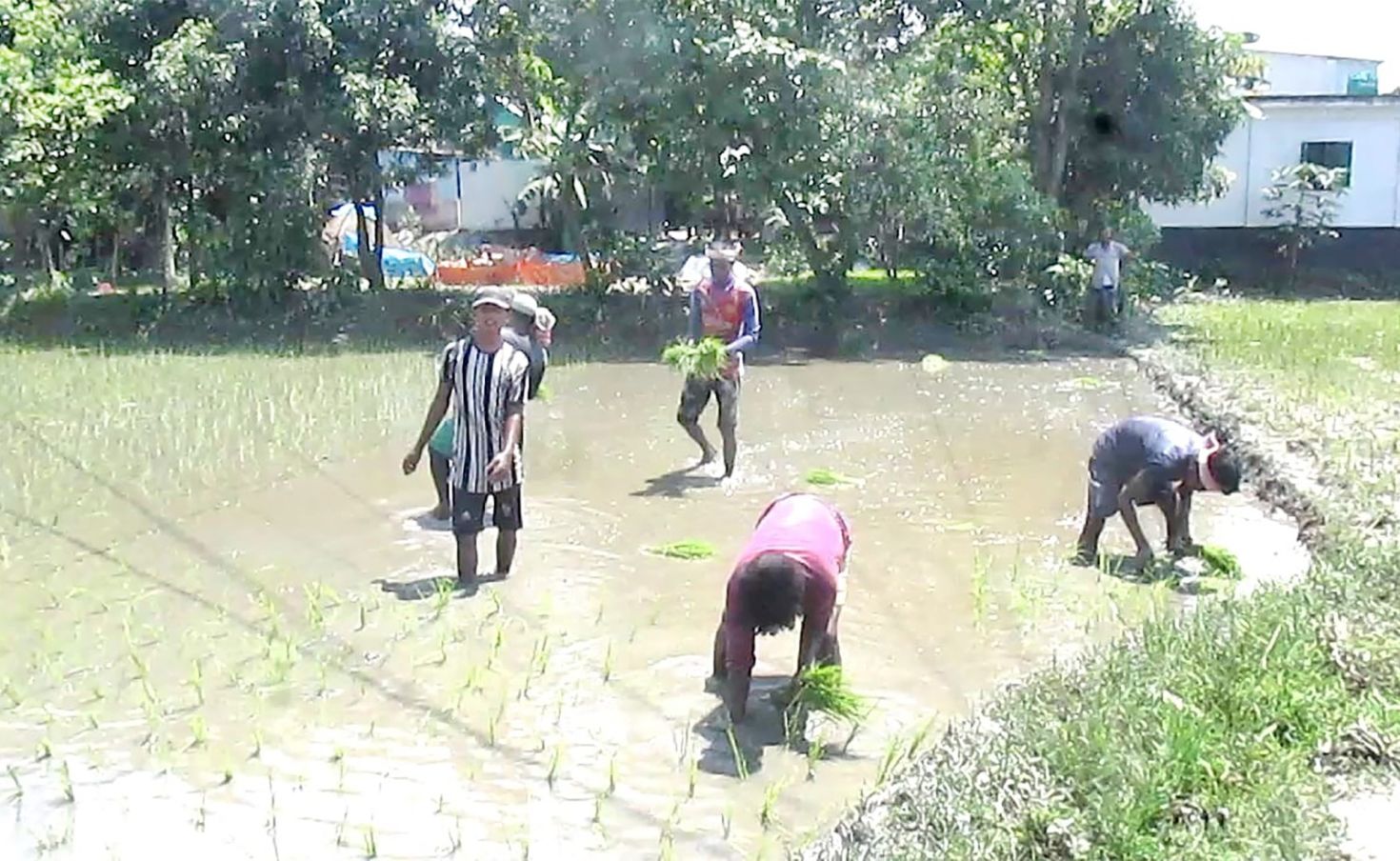 আশুগঞ্জে ৩৬০০ হেক্টর জমিতে আমন রোপণ