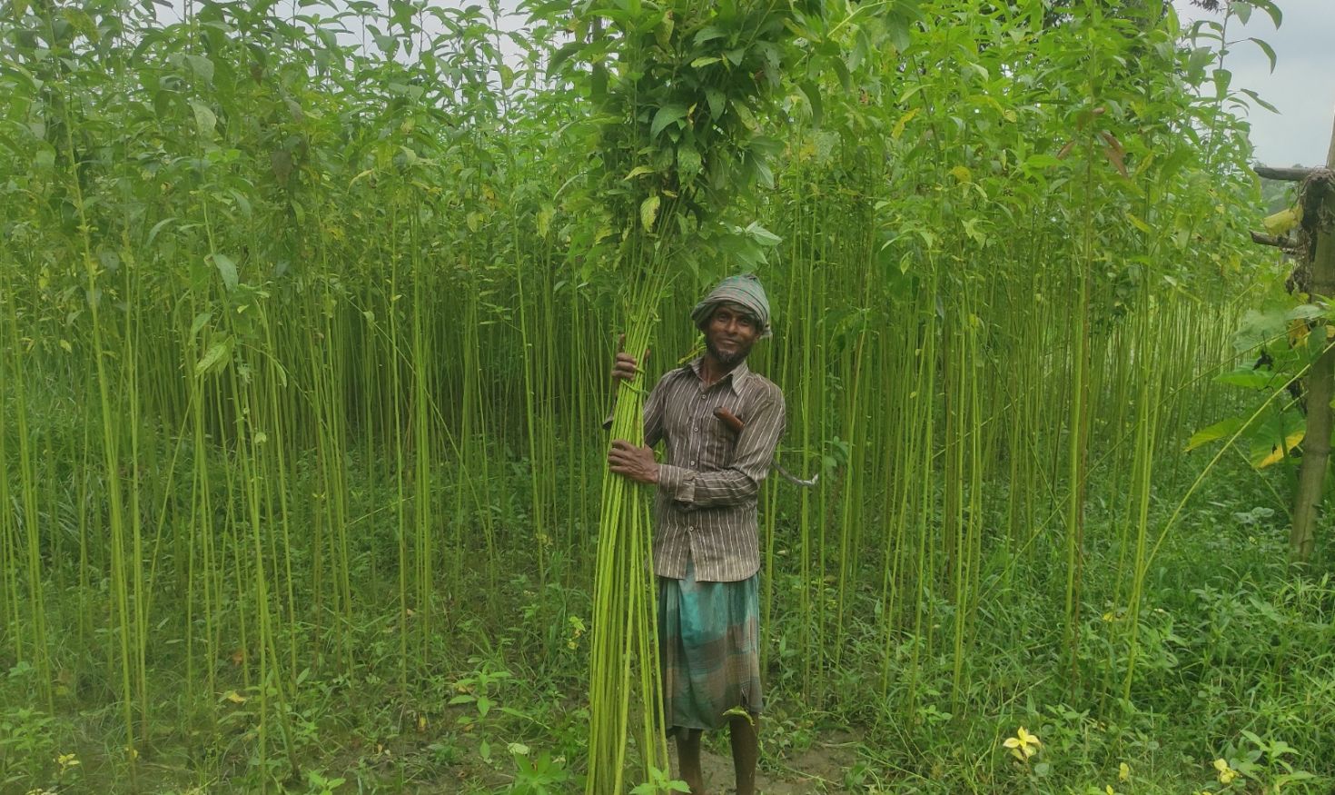 টাঙ্গাইলে পাটের বাম্পার ফলন, কৃষকের মুখে হাসি