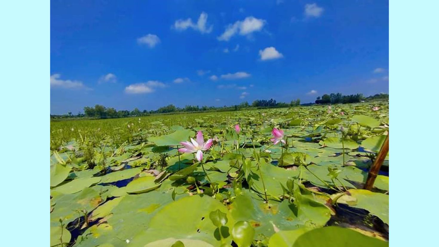 শেরপুরে বৈশা বিলে পদ্ম ফুলের সমাহার