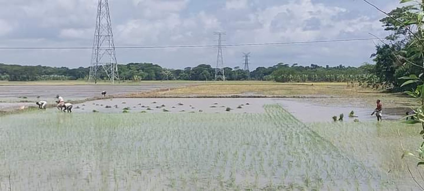 অতিবৃষ্টিতে বীজতলা নষ্ট, চারা সংকটে আমন আবাদ ব্যাহত