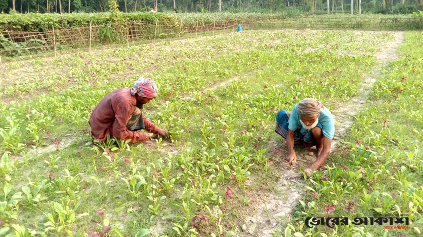 আগাম শীতকালীন সবজি চাষে ব্যস্ত গাইবান্ধার কৃষকরা