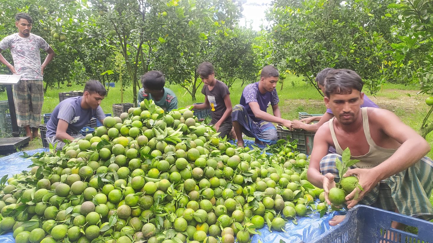 পঞ্চগড়ে মাল্টা চাষে ভাগ্য খুলছে অনেকের