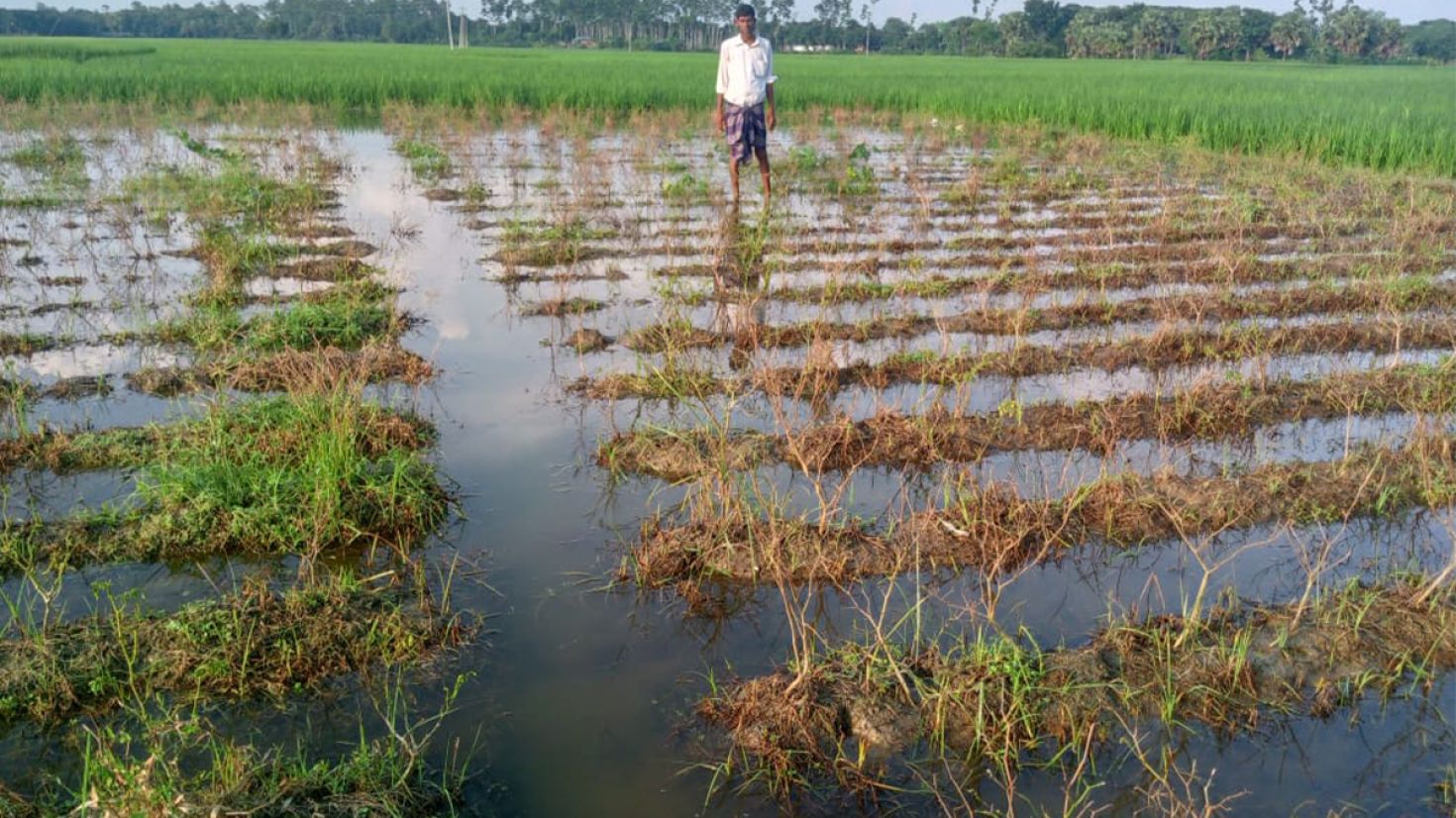 মধুখালীতে টানা বর্ষণে ফসলের ক্ষতি